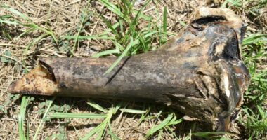 RCSO identifies suspicious bone as non-human thanks to recent Augusta University grad