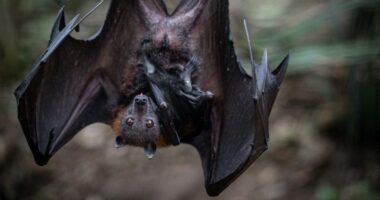 Rabies on the rise in U.S.: What to know