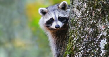 Raccoon tests positive for rabies in Beaufort County