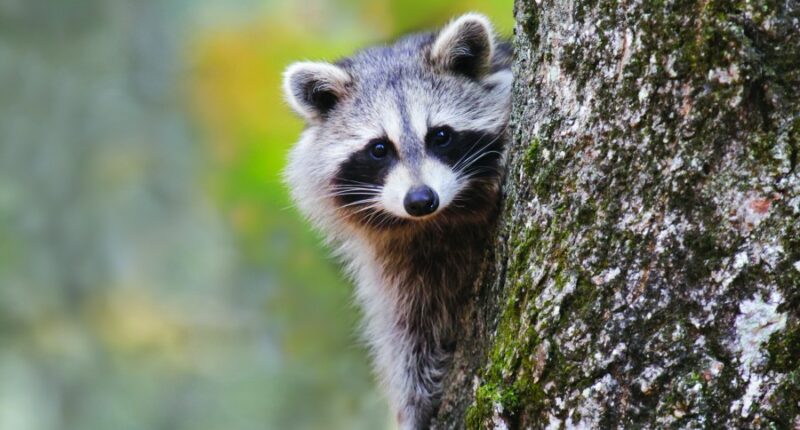 Raccoon tests positive for rabies in Beaufort County