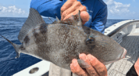 Reel Talk: Triggerfish, with a few other things to see offshore