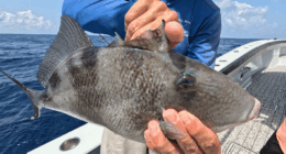 Reel Talk: Triggerfish, with a few other things to see offshore