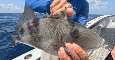 Reel Talk: Triggerfish, with a few other things to see offshore
