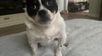 Renegade Paws adoption post goes viral, featured on The Today Show