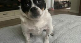 Renegade Paws adoption post goes viral, featured on The Today Show