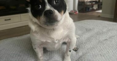 Renegade Paws adoption post goes viral, featured on The Today Show