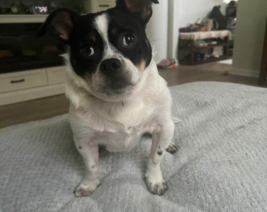 Renegade Paws adoption post goes viral, featured on The Today Show