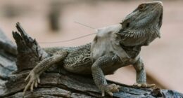 Dragons were fitted with temperature and movement trackers. Picture: Supplied