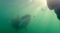 Wild orcas have been seen approaching humans who have been in boats and even standing on shore with an offering between their jaws