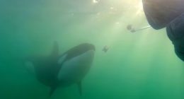 Wild orcas have been seen approaching humans who have been in boats and even standing on shore with an offering between their jaws