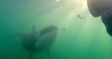 Wild orcas have been seen approaching humans who have been in boats and even standing on shore with an offering between their jaws