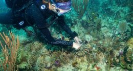 Scientists transplant crossbred corals to help save Miami's reefs from climate change