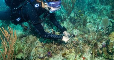 Scientists transplant crossbred corals to help save Miami's reefs from climate change
