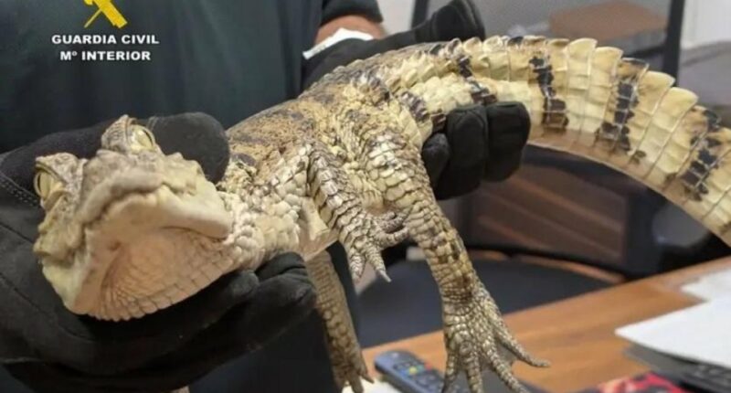 A yacare caiman held by a person wearing black gloves.
