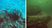 Photos of the same shipwreck taken by diver Mark Tozer before and after the algal bloom show a stark contrast.