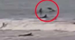 Spinner shark hitting a surfer at New Smyrna Beach, Florida.