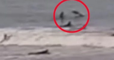 Spinner shark hitting a surfer at New Smyrna Beach, Florida.