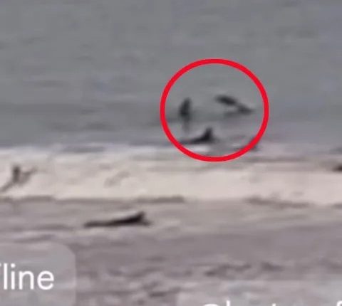 Spinner shark hitting a surfer at New Smyrna Beach, Florida.
