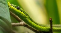 Snake on a plane delays flight for 2 hours