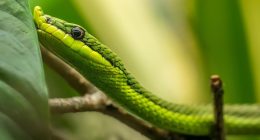 Snake on a plane delays flight for 2 hours