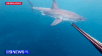 Spear-fisher's close encounter with great white caught on GoPro