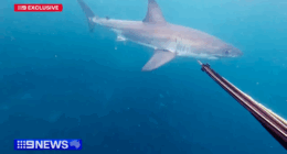 Spear-fisher's close encounter with great white caught on GoPro