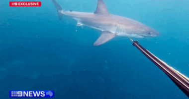 Spear-fisher's close encounter with great white caught on GoPro