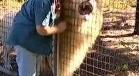 Zoo staff member petting a lion through a fence.