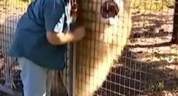 Zoo staff member petting a lion through a fence.