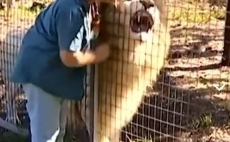 Zoo staff member petting a lion through a fence.