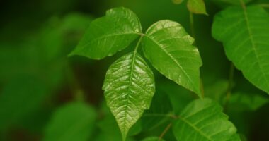 poison ivy