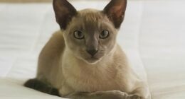 In this photo provided by Helen North, Leo the laundry-stealing cat poses on July 24, 2024, at its home in Auckland, New Zealand. (Helen North via AP)