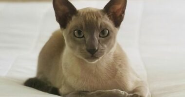 In this photo provided by Helen North, Leo the laundry-stealing cat poses on July 24, 2024, at its home in Auckland, New Zealand. (Helen North via AP)