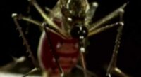 This is the most hated bug in Florida, study finds