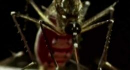 This is the most hated bug in Florida, study finds