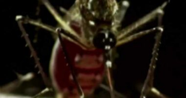 This is the most hated bug in Florida, study finds