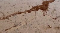 Thousands of fire ants are forming rafts out of their own bodies