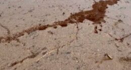 Thousands of fire ants are forming rafts out of their own bodies