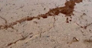 Thousands of fire ants are forming rafts out of their own bodies