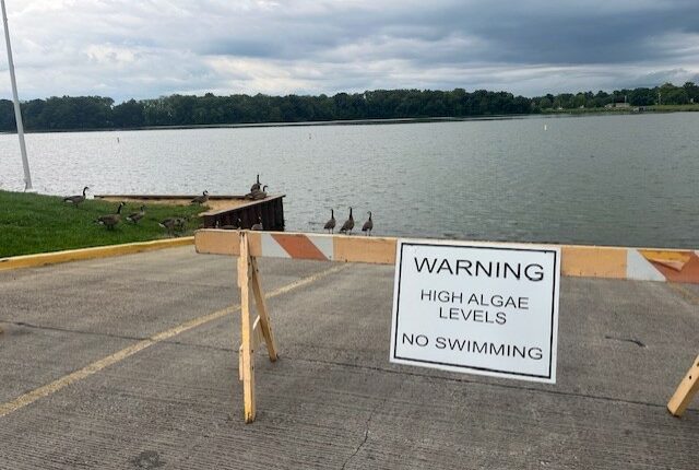 Toxic algae levels going down in Mattoon, community resources continue popping up
