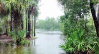 Tropical downpours floods yards in north Brevard County during flash flood warning