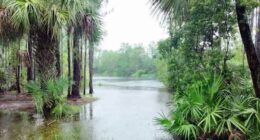 Tropical downpours floods yards in north Brevard County during flash flood warning