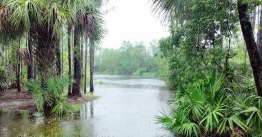 Tropical downpours floods yards in north Brevard County during flash flood warning