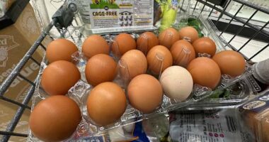 Trump administration sues California over egg prices and blames animal welfare laws