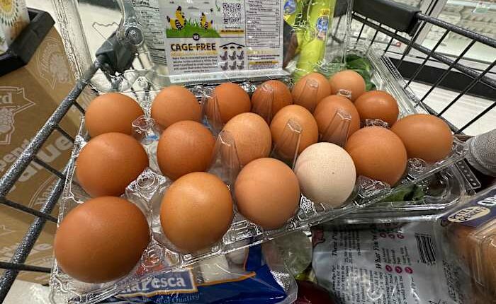 Trump administration sues California over egg prices and blames animal welfare laws