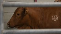 Cattle serve as the backdrop for a roundtable discussion on the New World Screwworm at the Texas A&M Beef Center in College Station, Texas on, April 29, 2025. (Meredith Seaver/College Station Eagle via AP, File)