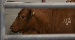 Cattle serve as the backdrop for a roundtable discussion on the New World Screwworm at the Texas A&M Beef Center in College Station, Texas on, April 29, 2025. (Meredith Seaver/College Station Eagle via AP, File)