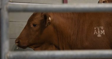Cattle serve as the backdrop for a roundtable discussion on the New World Screwworm at the Texas A&M Beef Center in College Station, Texas on, April 29, 2025. (Meredith Seaver/College Station Eagle via AP, File)