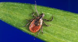 Urbana Park District issues warning after ticks reported in parks