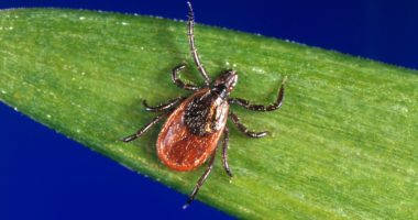 Urbana Park District issues warning after ticks reported in parks
